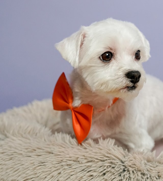 Maltese with orange bow tie