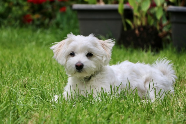 Maltese puppy in garden