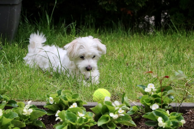 Young Maltese playing with tennis ball