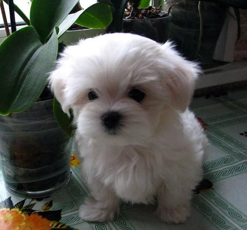 Maltese puppy indoors with plants