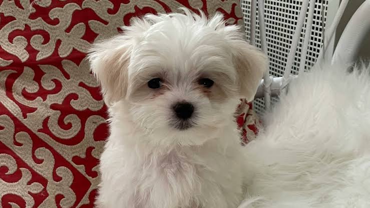 Maltese puppy portrait on rug