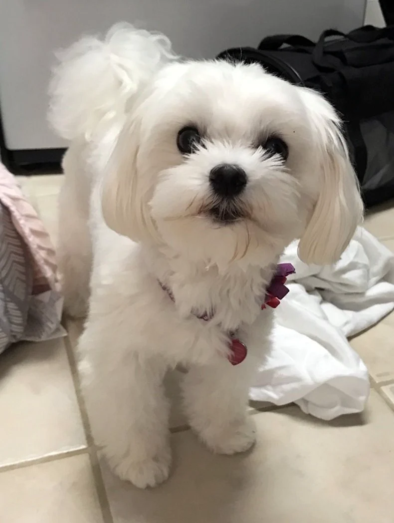 Maltese with hair bow indoors