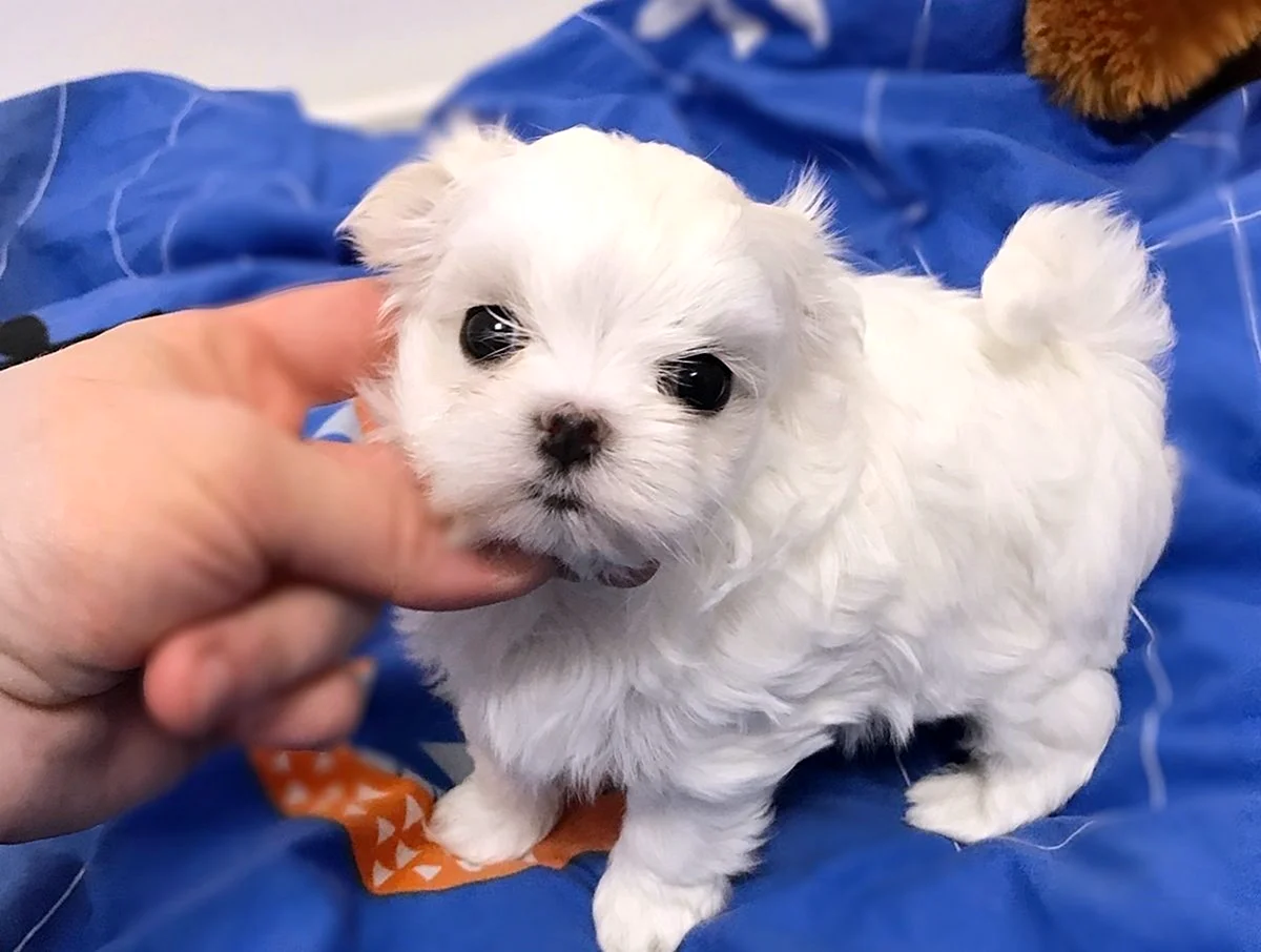 Tiny Maltese puppy in hands