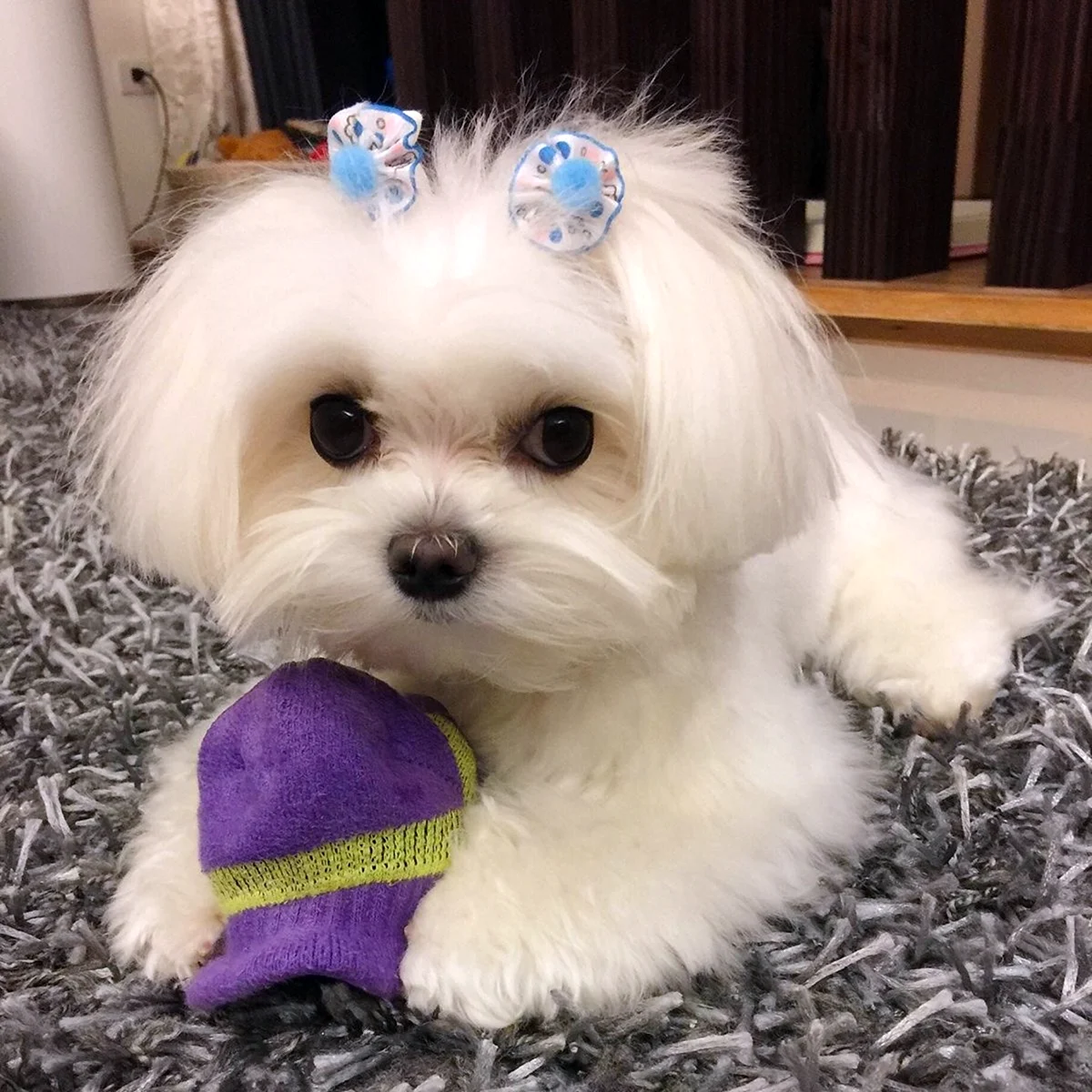 Maltese with hair clips and toy