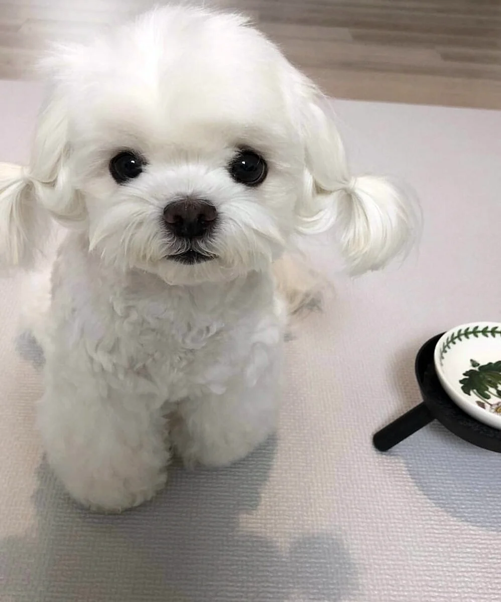 Maltese dog with groomed face