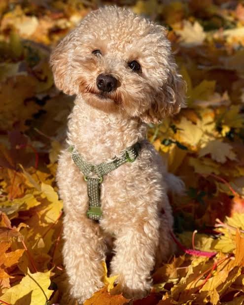 Cream Miniature Poodle in autumn setting