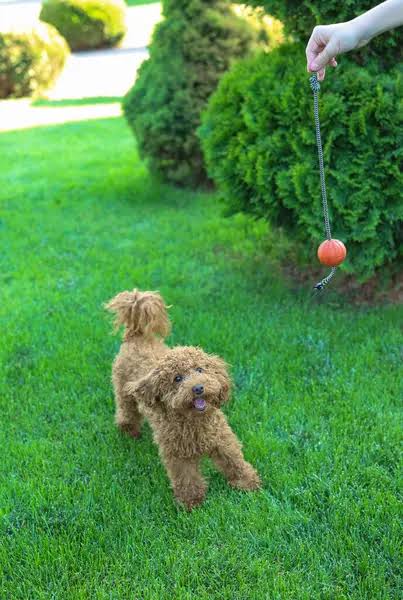 Miniature Poodle playing with ball