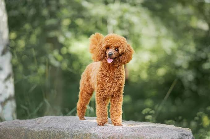 Miniature Poodle on windy day