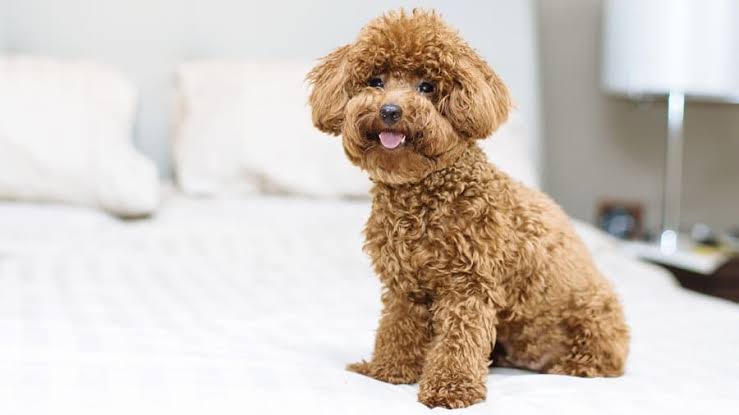 Miniature Poodle resting on bed