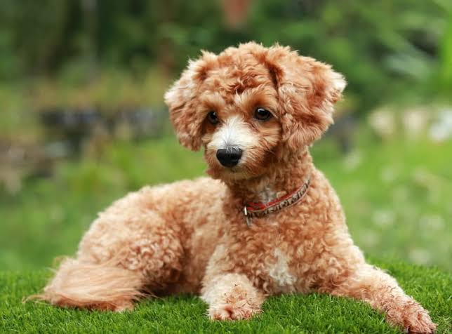 Miniature Poodle laying on grass
