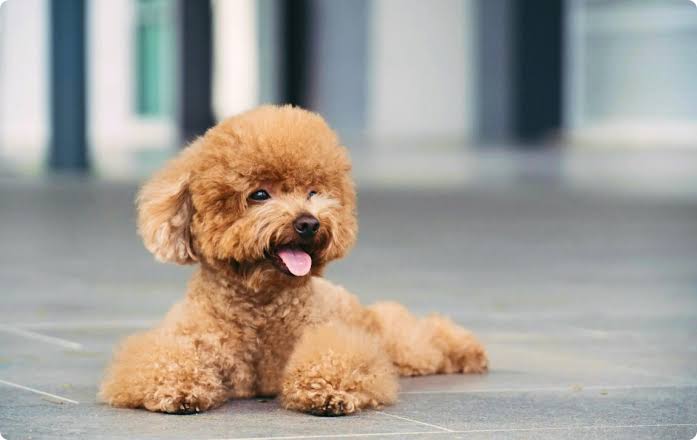 Apricot Miniature Poodle sitting outdoors