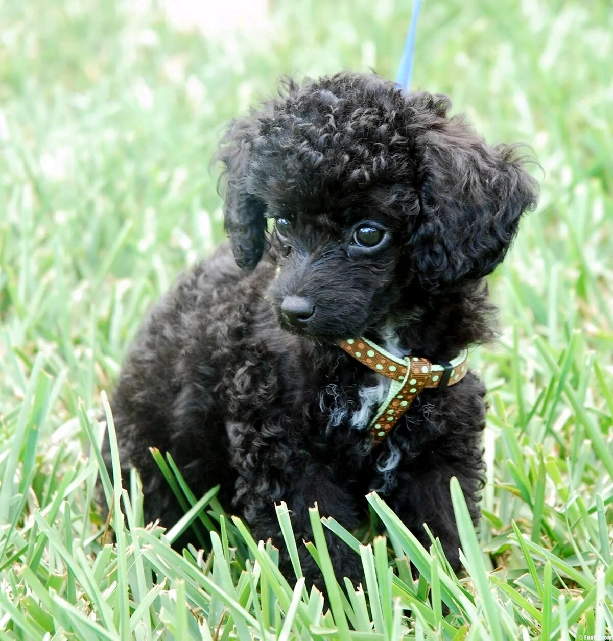 Black Miniature Poodle puppy in harness