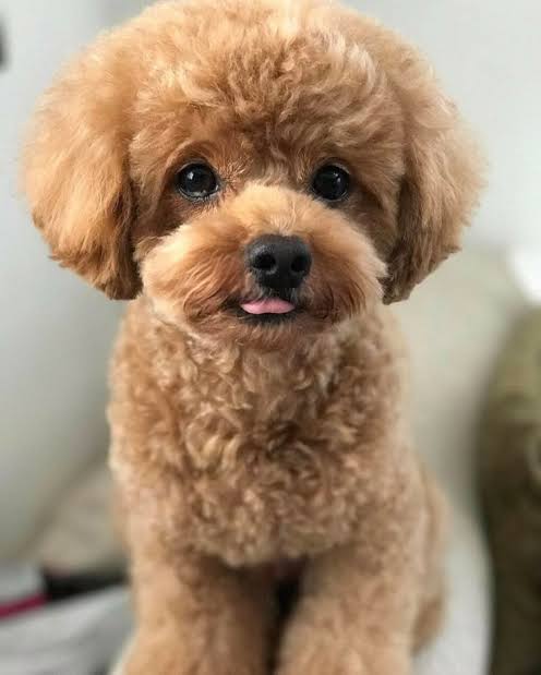 Professionally groomed apricot Miniature Poodle