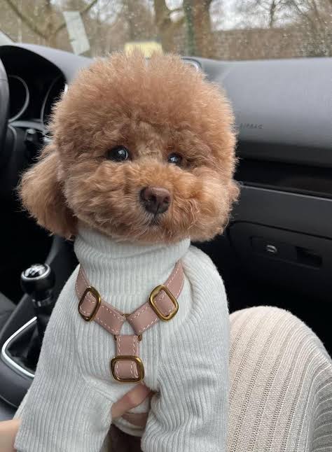 Miniature Poodle in sweater and harness