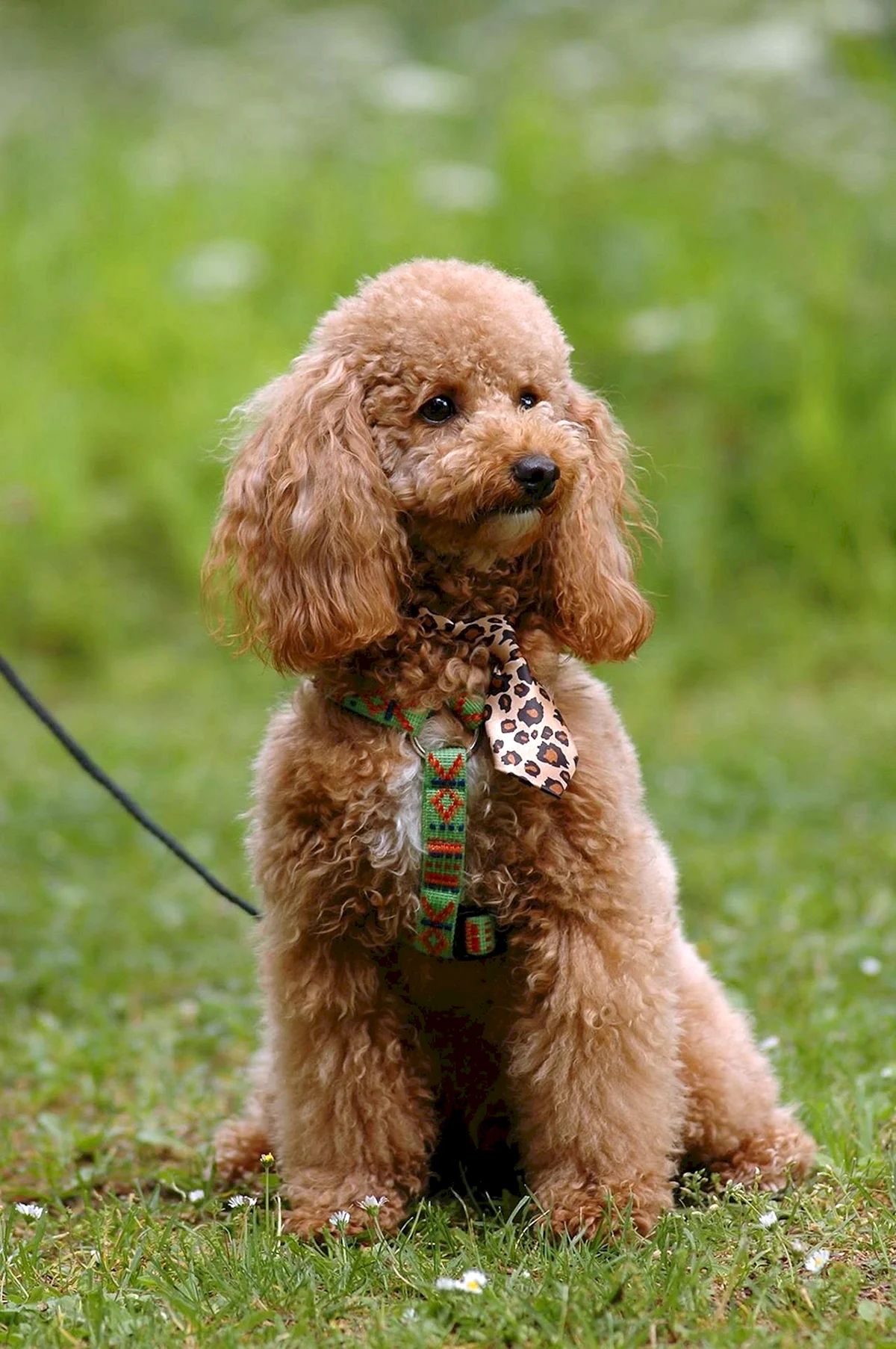 Miniature Poodle