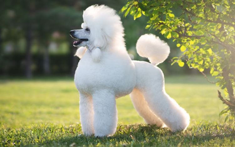 Standard Poodle