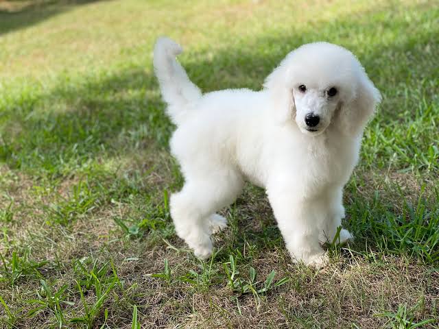Standard Poodle Puppy