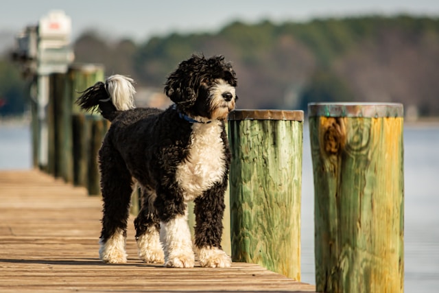Portuguese Water Dog on beach