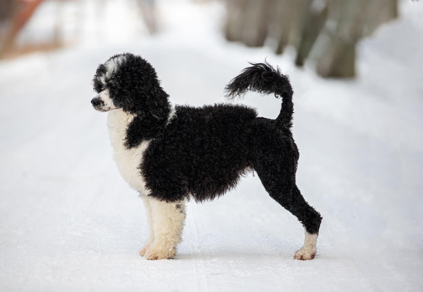 Portuguese Water Dog in snow