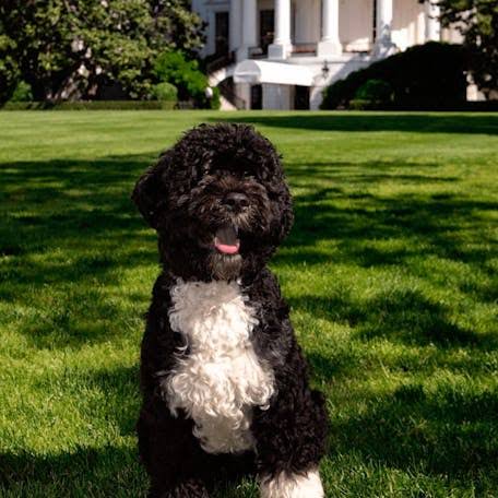 Portuguese Water Dog on White House lawn