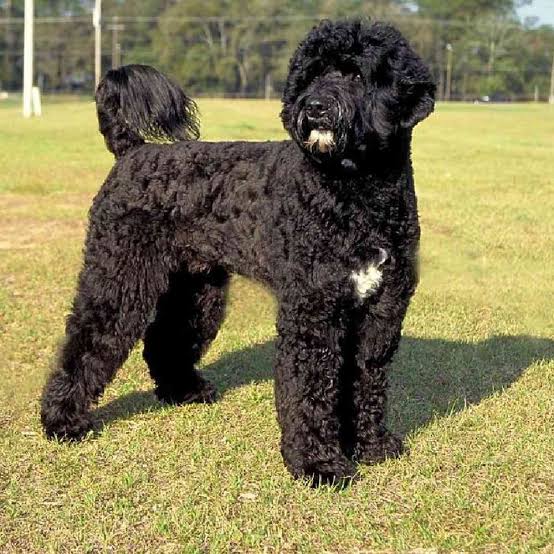 Portuguese Water Dog in yellow grass field