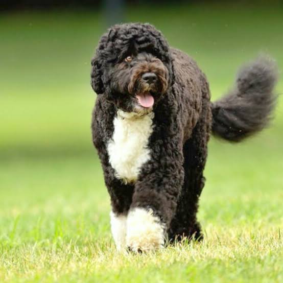 Portuguese Water Dog on green grass