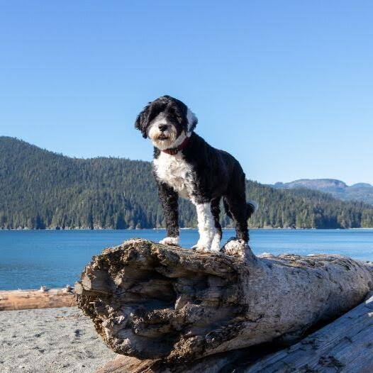 Portuguese Water Dog by the lake