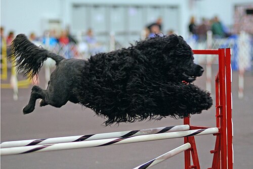 Portuguese Water Dog in agility training