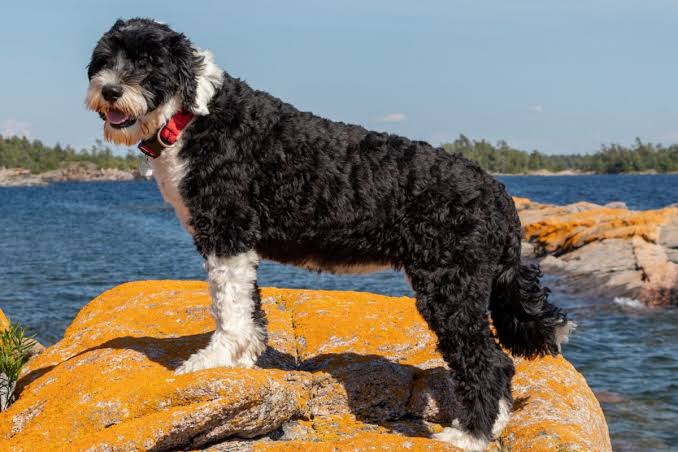 Portuguese Water Dog sitting on stone