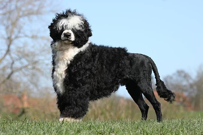Portuguese Water Dog standing in field