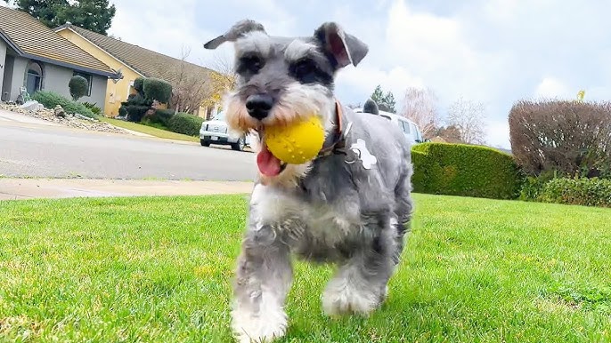Miniature Schnauzer playing