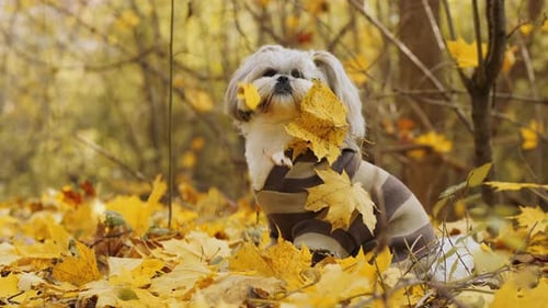 Shih Tzu in autumn setting