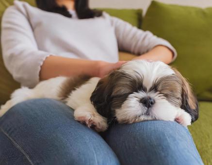 Shih Tzu as the perfect lap dog