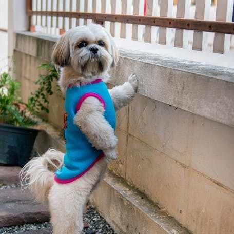 Shih Tzu looking through fence