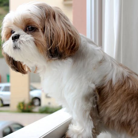 Shih Tzu looking through window