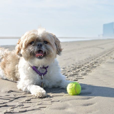 Shih Tzu playing at the beach