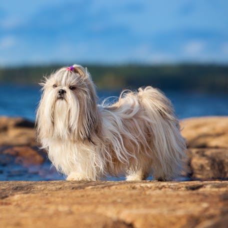 Shih Tzu with full coat outdoors