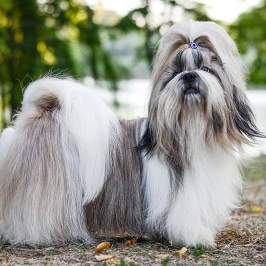 Shih Tzu