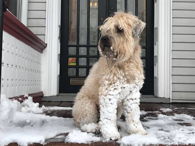 Soft Coated Wheaten Terrier winter