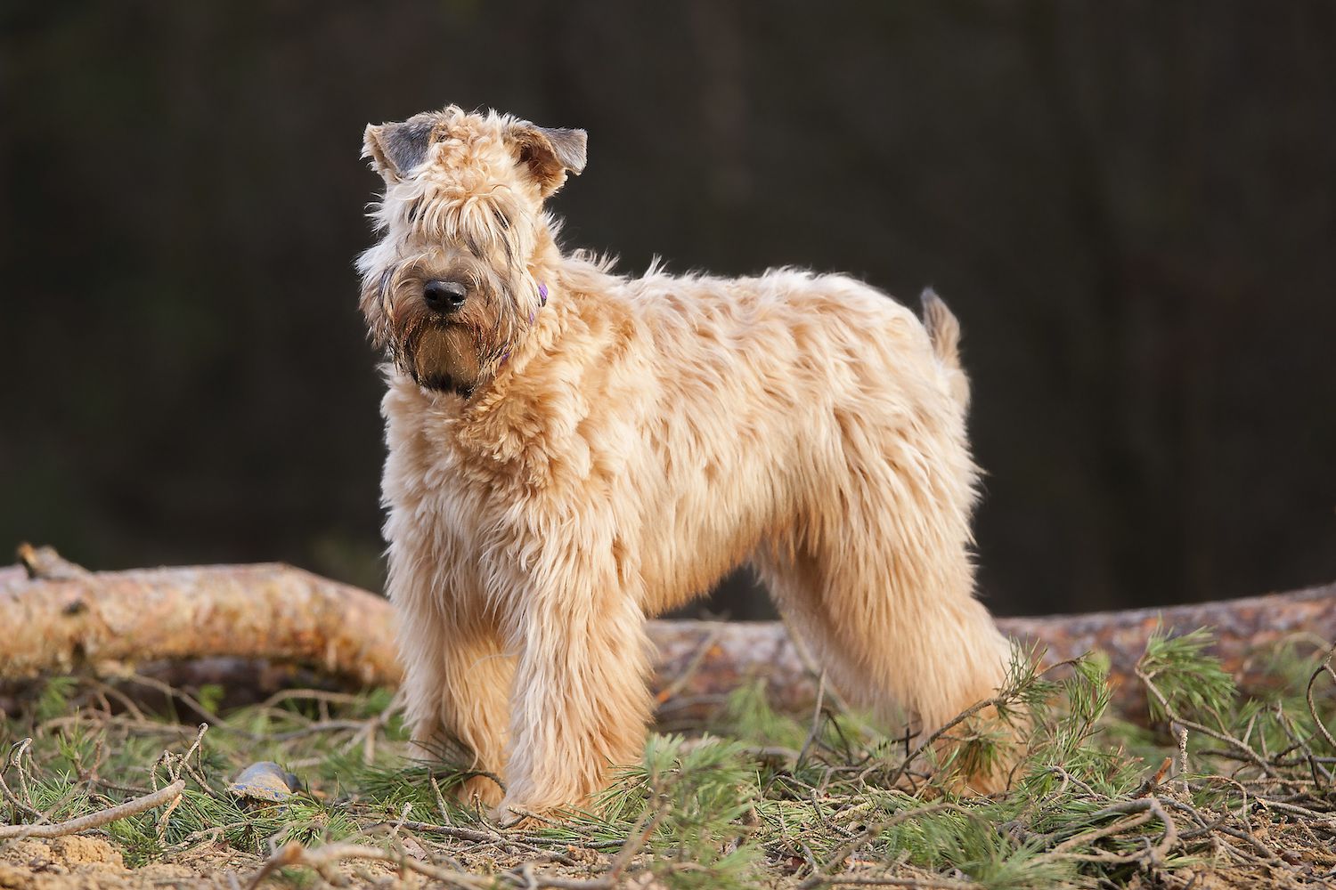 Soft Coated Wheaten Terrier beautiful coat