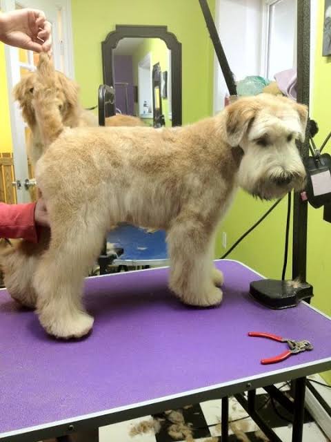 Soft Coated Wheaten Terrier grooming