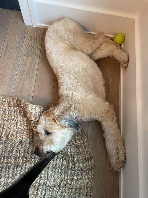 Soft Coated Wheaten Terrier resting