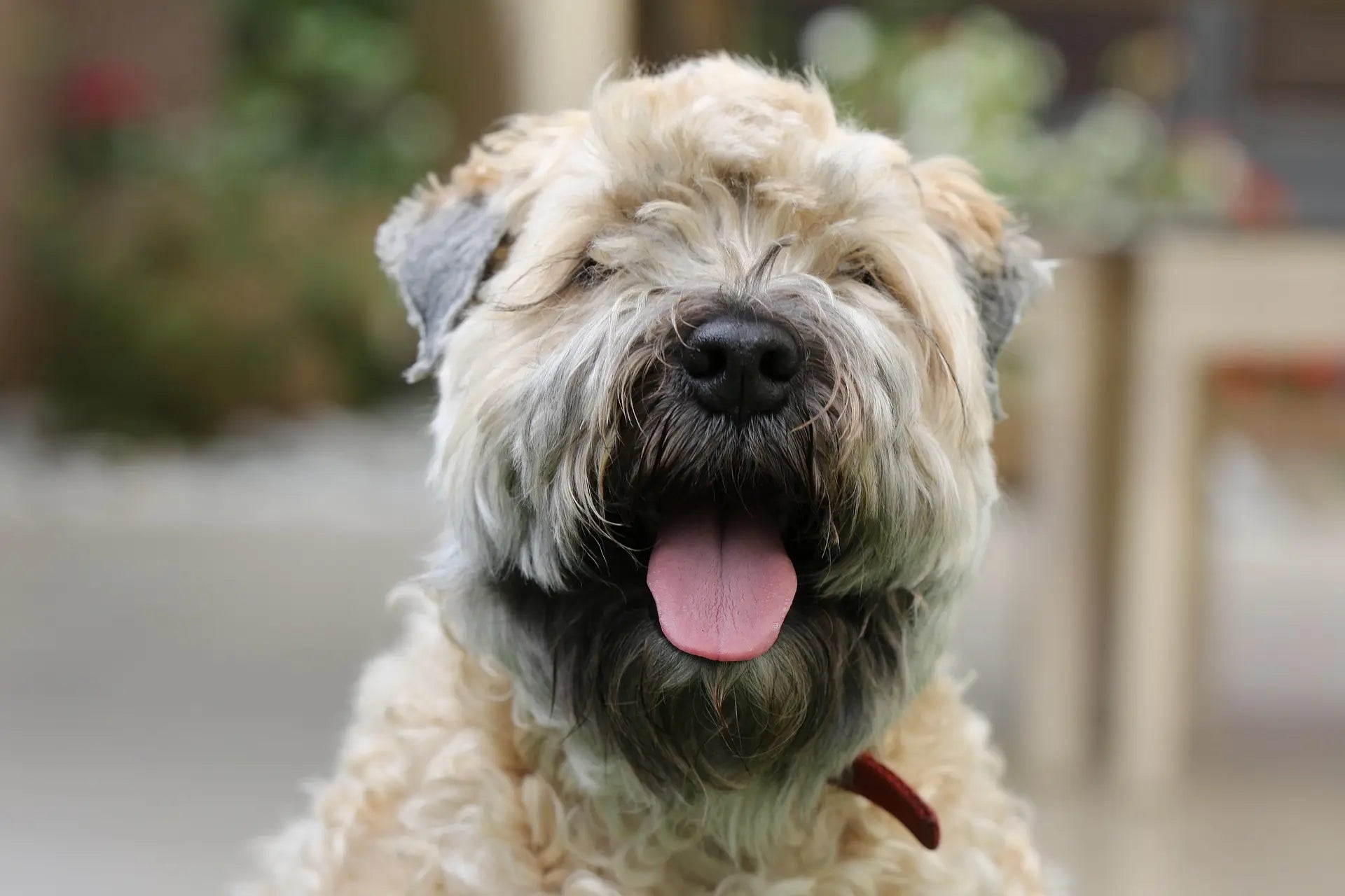 Soft Coated Wheaten Terrier face close-up