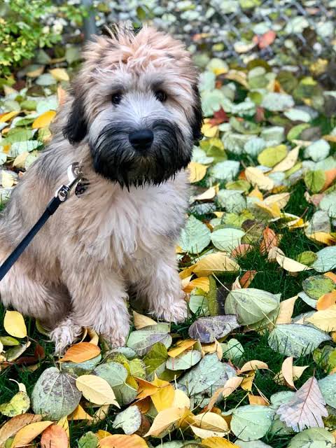 Soft Coated Wheaten Terrier autumn