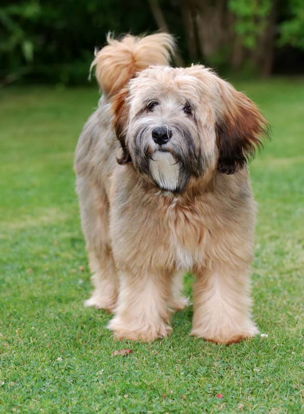 Tibetan Terrier after professional grooming