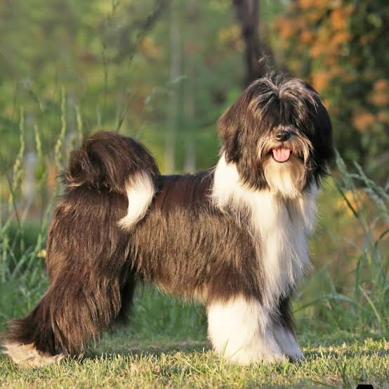 Black and white Tibetan Terrier