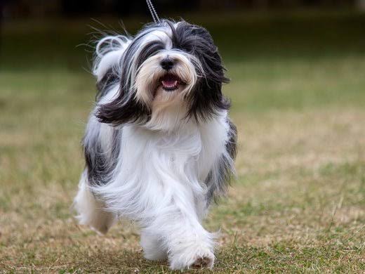 Happy Tibetan Terrier running