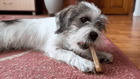 Tibetan Terrier puppy eating