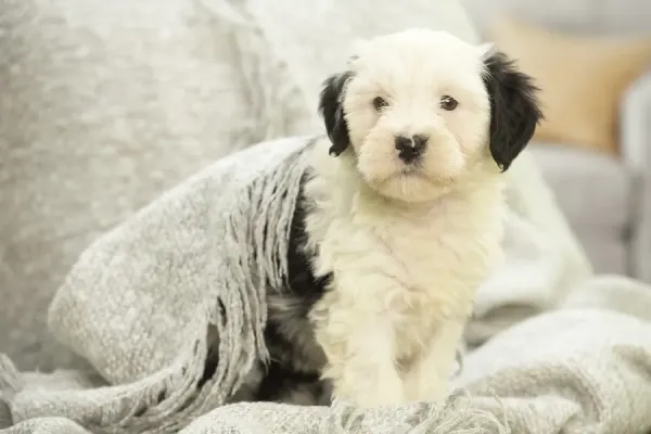 Sleepy Tibetan Terrier puppy