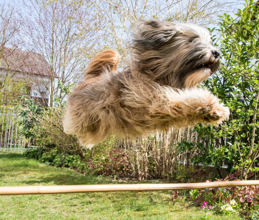 Tibetan Terrier jumping high
